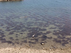 IMG_4552